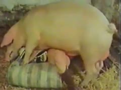 Cheating not ever in advance of seen MILF receives fucked by a hog in this incredible animal fucking video